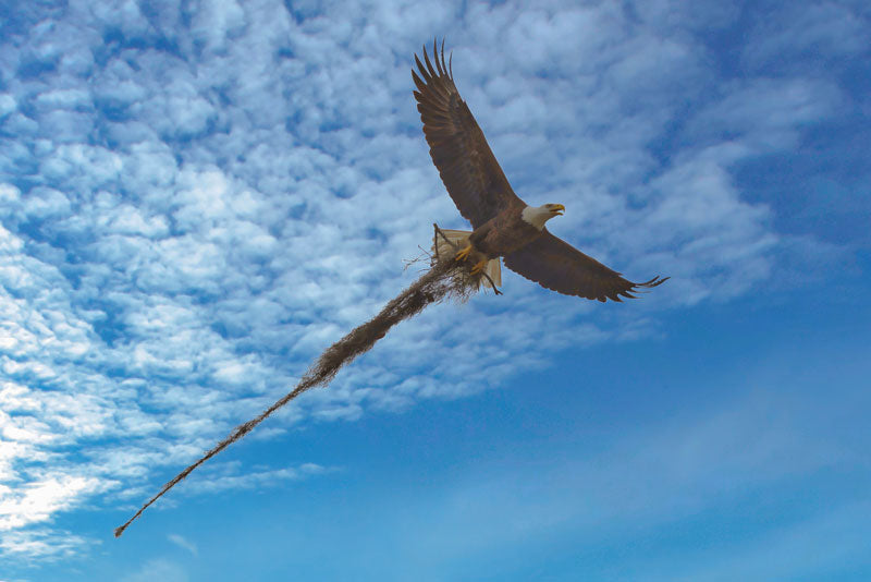 Eagle Building Nest - Steven Higgins