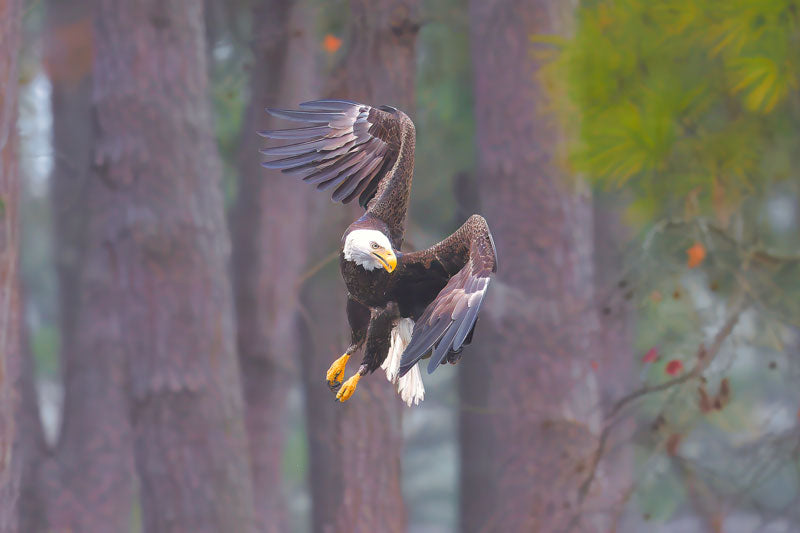 Eagle Turning - Steven Higgins