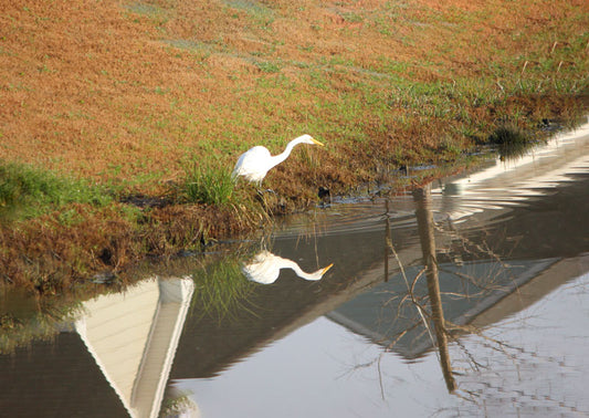 Egret Reflection - Stephen Annese
