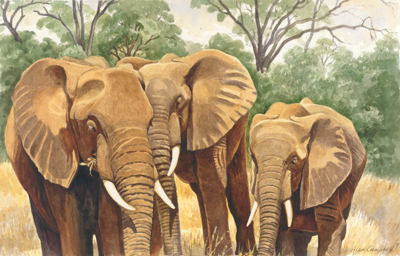 Elephants - Alan Campbell