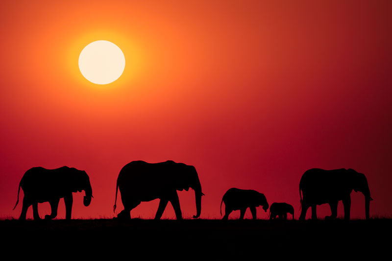 Elephants in Silhouette - Richard Distlerath