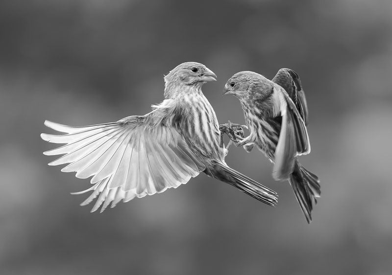 Finches Fighting - Richard Distlerath
