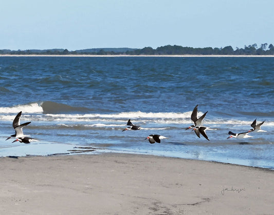 Fish Haul Flying Skimmers - Joan Dwyer
