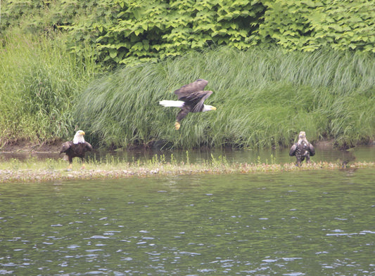 Flying Eagle with Spectators - Stephen Annese