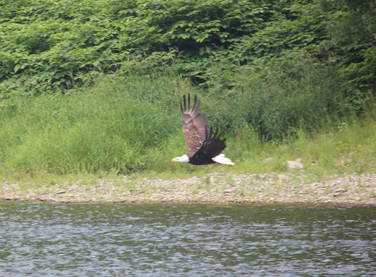 Flying Eagle - Stephen Annese
