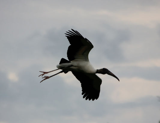 Flying Egret 1 - Stephen Annese