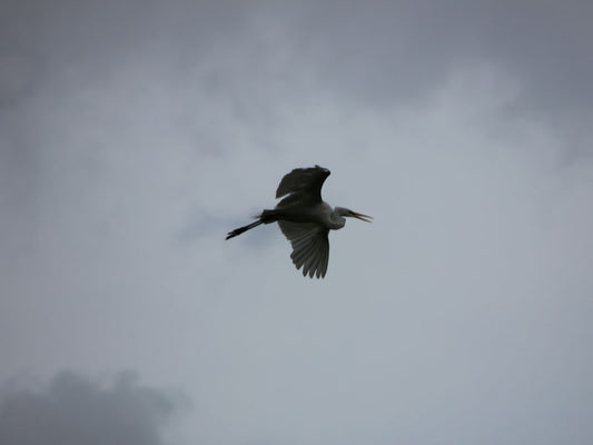 Flying Egret 2 - Stephen Annese
