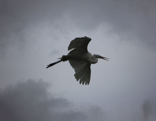 Flying Egret 3 - Stephen Annese