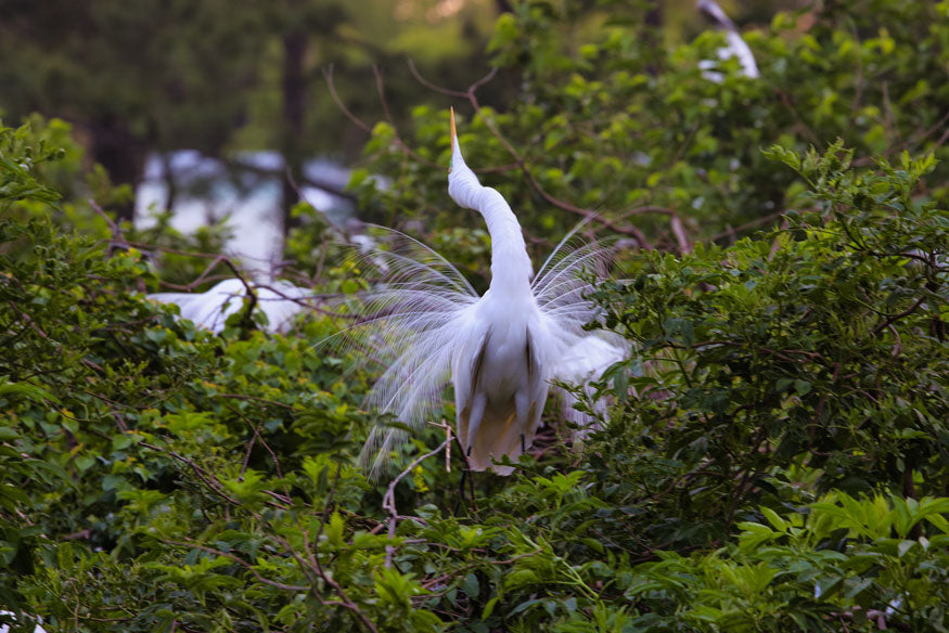 Great Egret Posing - Steven Higgins