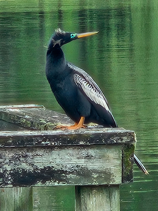 Green Eyed Bird - Stephen Annese