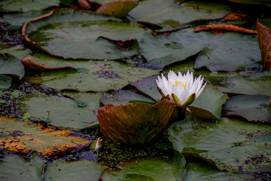 HHI Waterlily Gem - Pete Schramm