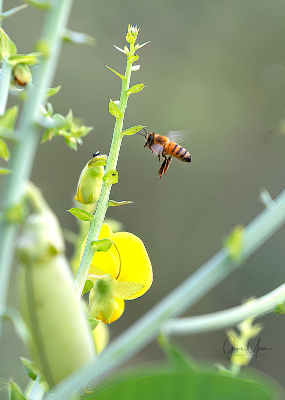 Honeybee Approaches Snapdragon - Gene Moon