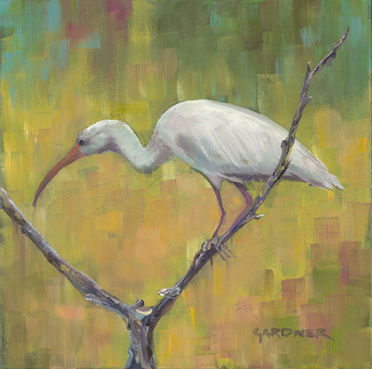 Ibis on Branch - Gwen Gardner