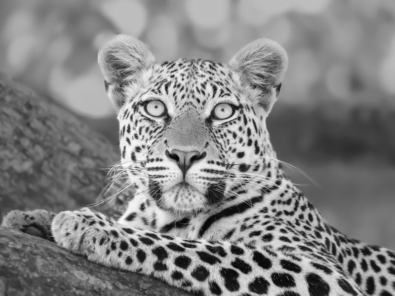 Leopard in B&W - Richard Distlerath