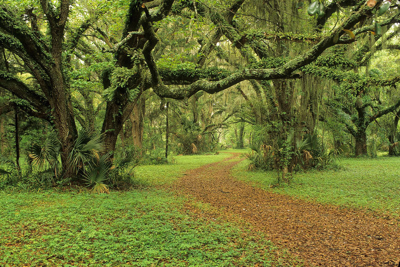 Live Oak Forest - Eric Horan