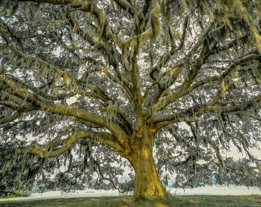 Live Oak at Old South - Eric Horan