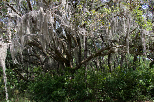 Live Oaks - Pete Schramm