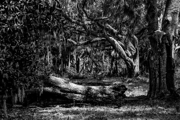 Maritime Island Oaks - Pete Schramm