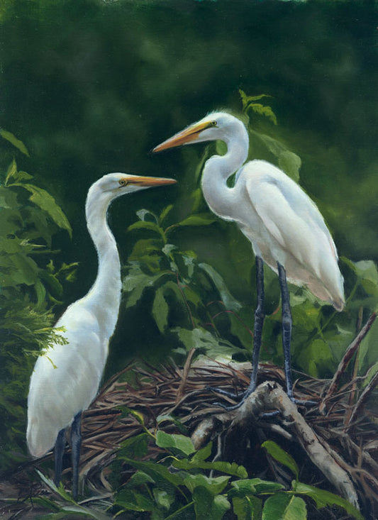 Nesting Egrets - Alan Campbell