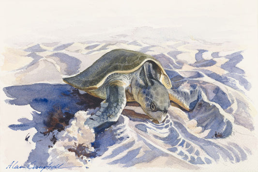 Nesting Loggerhead - Alan Campbell