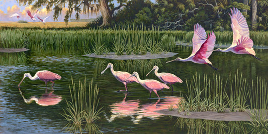 Nine Spoonbills - Alan Campbell