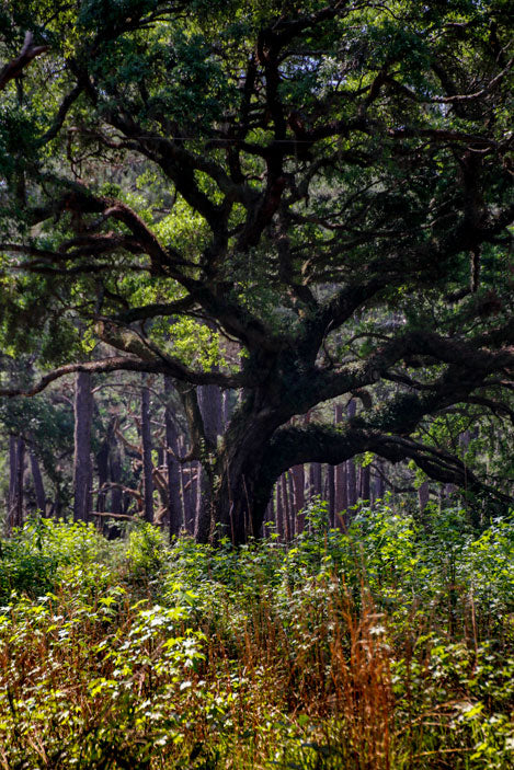 Oak Crown - Pete Schramm