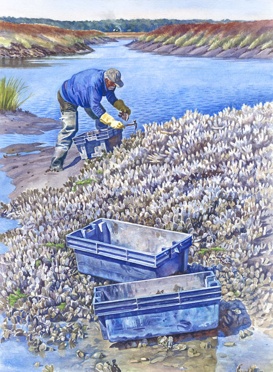 Oystering - Alan Campbell