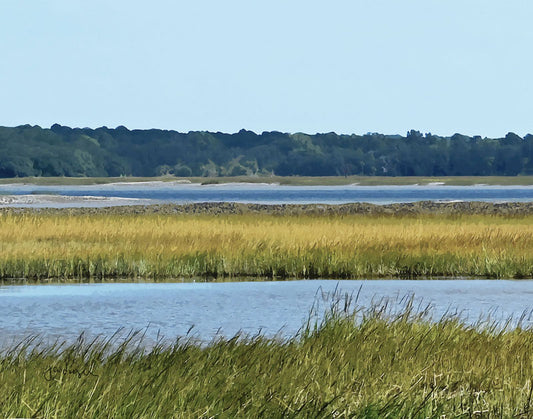 Pinckney Spartina - Joan Dwyer
