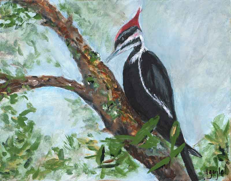 Pileated Woodpecker - Leslie Gayle