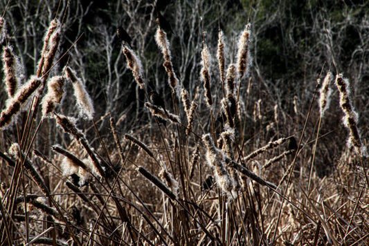 Pinckney Island Fall Cattail 1 - Pete Schramm