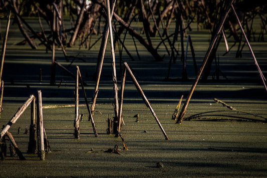 Pinckney Island Marsh Abstract - Pete Schramm