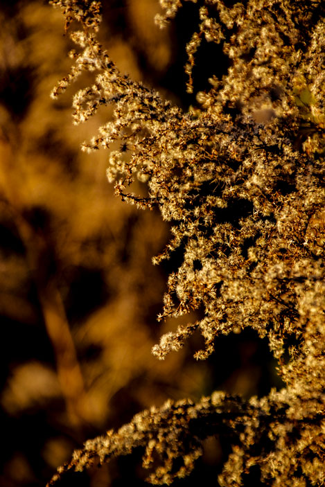 Pinckney Island Fall Colors - Pete Schramm