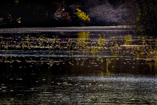 Pinckney Island Freshwater Pond - Pete Schramm