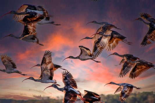 Pinckney Island Ibis Take Flight - Pete Schramm