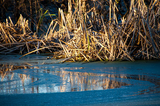 Pinckney Island Marsh - Pete Schramm