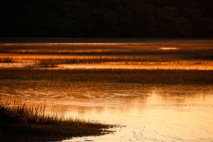 Pinckney Island Morning Glory - Pete Schramm