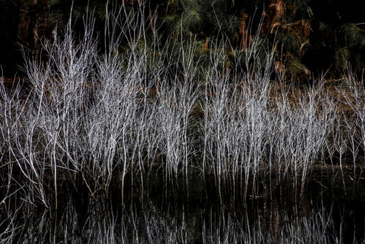 Pinckney Island Reflections - Pete Schramm