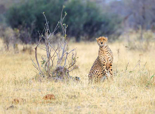 Cheetah Stare - Richard Distlerath