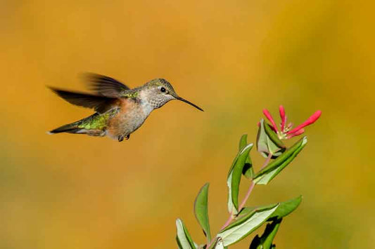 Hummingbird - Richard Distlerath