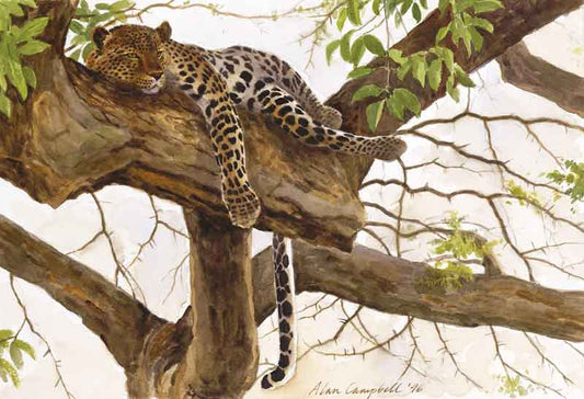 Resting Leopard - Alan Campbell