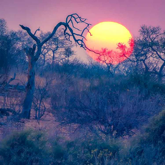 Sunrise Over Chobe - Richard Distlerath