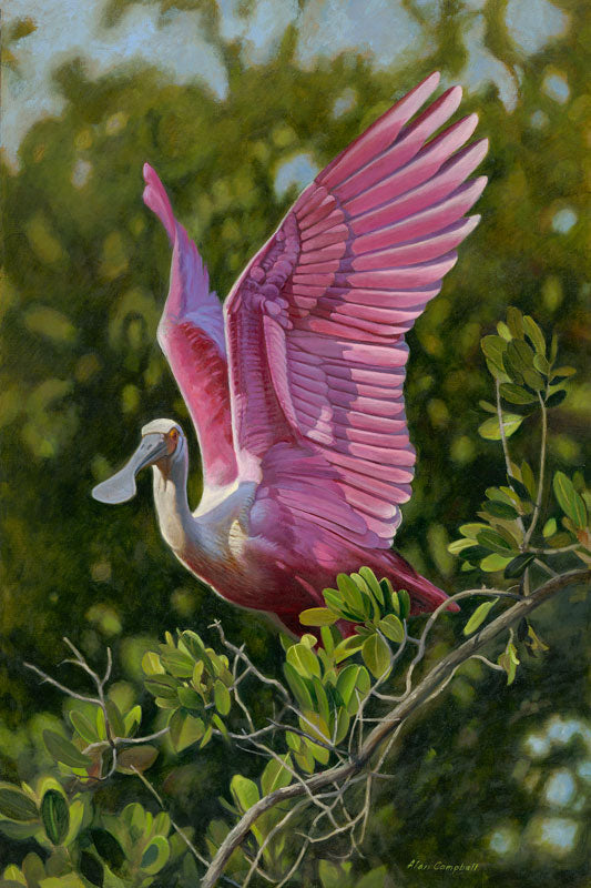 Roseate Spoonbill - Alan Campbell