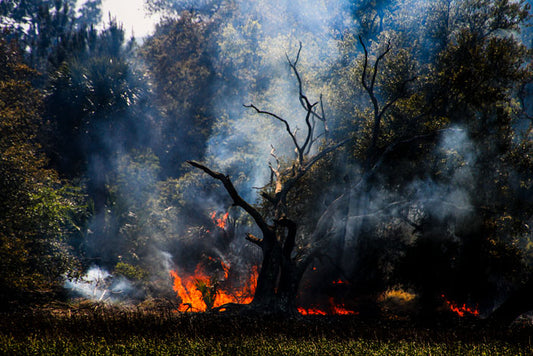 Savage Island Controlled Burn 2 - Pete Schramm