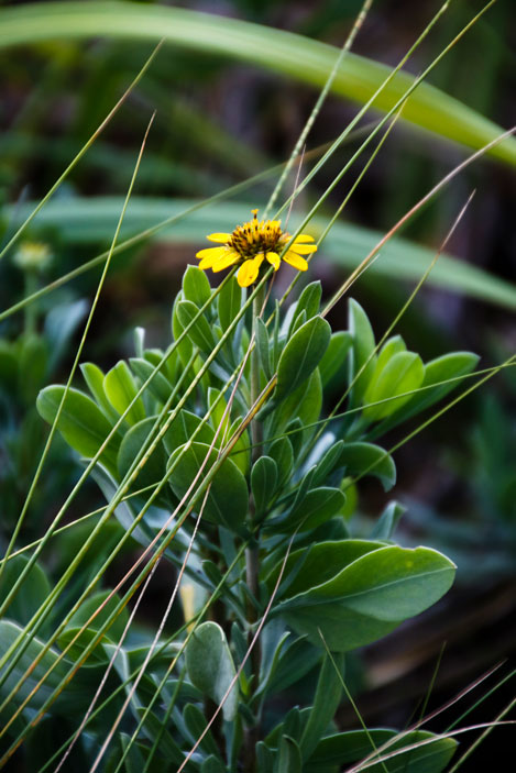 Seaside Oxeye Plant - Pete Schramm