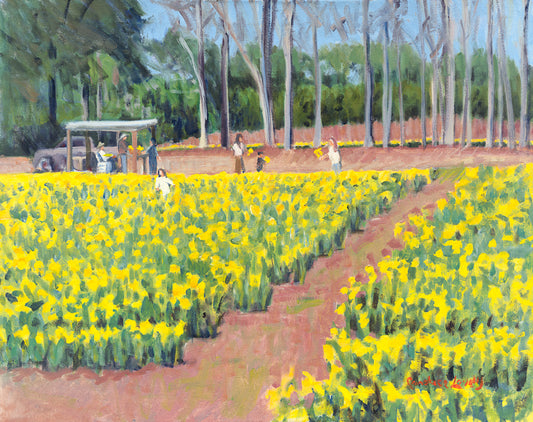 Daffodil, Daffodil farm, flowers, Bluffton 