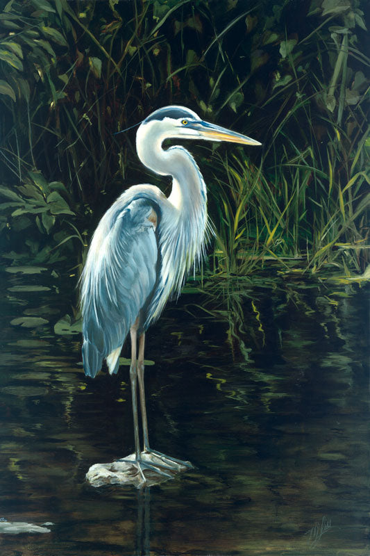 Single Great Blue Heron - Alan Campbell