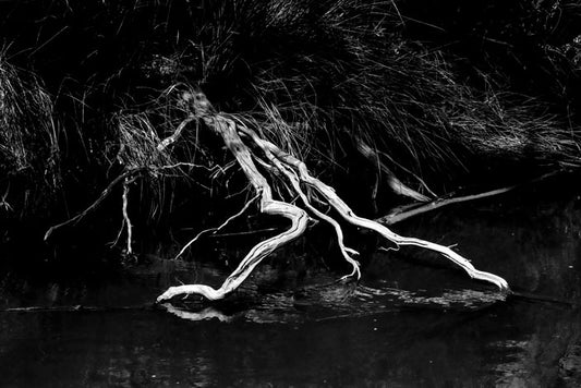 Sinking Tree Branch - Pete Schramm