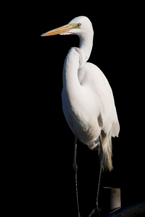 Snowy Egret 1 - Pete Schramm