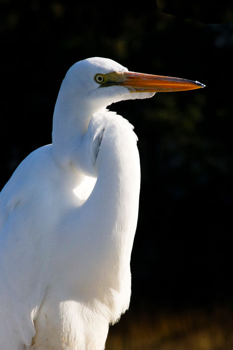 Snowy Egret 2 - Pete Schramm