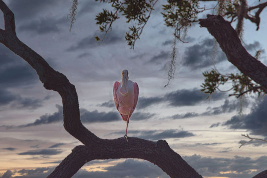 Spooky Spoonbill - Steven Higgins